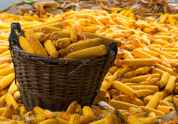 玉米供求關(guān)系影響著價(jià)格，2022年我國(guó)玉米播種面積和產(chǎn)量或?qū)⒊掷m(xù)增加(圖1)