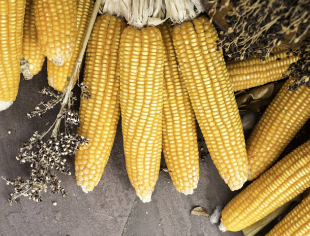 玉米供求關(guān)系影響著價(jià)格，2022年我國(guó)玉米播種面積和產(chǎn)量或?qū)⒊掷m(xù)增加(圖2)