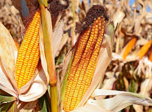 玉米供求關(guān)系影響著價(jià)格，2022年我國(guó)玉米播種面積和產(chǎn)量或?qū)⒊掷m(xù)增加(圖4)