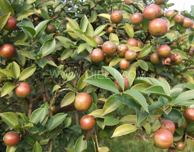 茶籽油壓榨設(shè)備認準企鵝機械，性能穩(wěn)定操作便利(圖1)