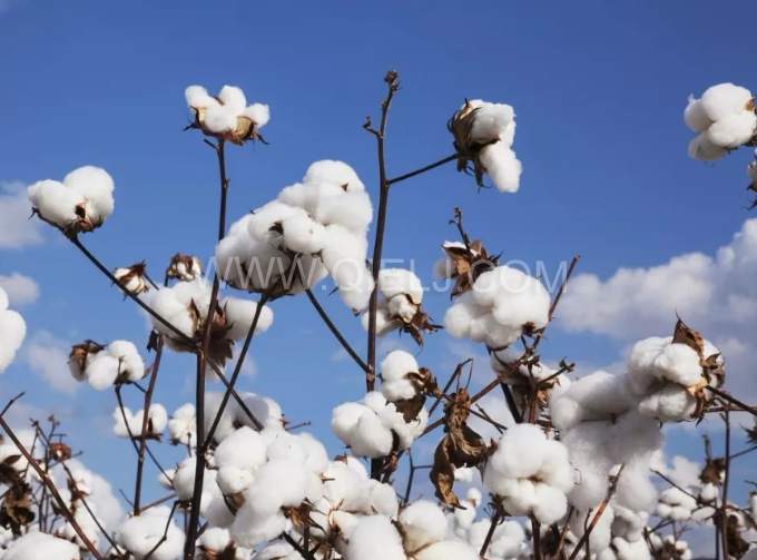 棉籽油精煉設備，充分脫離棉酚生產(chǎn)健康營養(yǎng)油(圖1)